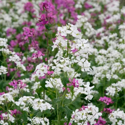 Вертикордия — Вечерница Матроны (Hesperis matronalis)