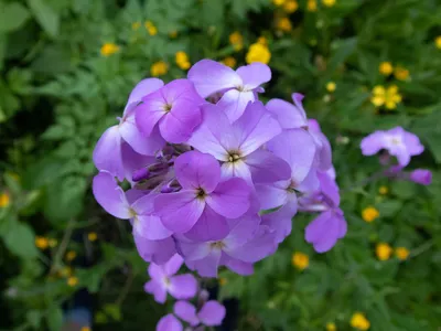 Вечерница Матроны, ночная фиалка, гесперис (Hesperis matronalis) -  «Настоящая ночная фиалка: приятный запах, красота и днём и ночью, цветение  с мая по сентябрь.» | отзывы