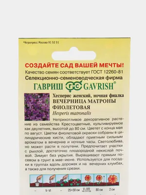 Вечерница Матроны (Hesperis matronalis, ночная фиалка, гесперис):  выращивание из семян, уход, использование в саду, фото - Сайт о растениях |  Растения, Фиалки, Сад