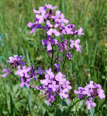 Вечерница Матроны, дамская, ночная фиалка – Hesperis matronalis L. —  Мегаэнциклопедия Кирилла и Мефодия — медиаобъект