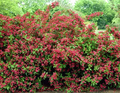 Купить саженцы Вейгела Бристоль Руби (Weigela Bristol Ruby)