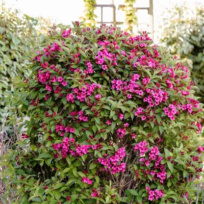 Photo of the entire plant of Old Fashioned Weigela (Weigela florida  'Bristol Ruby') posted by roseman2000 - Garden.org