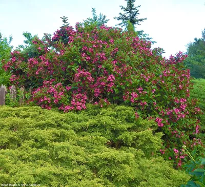 Weigela bristol ruby hi-res stock photography and images - Alamy