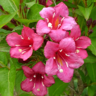 Weigela 'Bristol Ruby' Hedging - Roots Plants