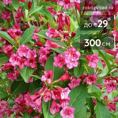 Weigela 'BRISTOL RUBY' - Havlis.cz