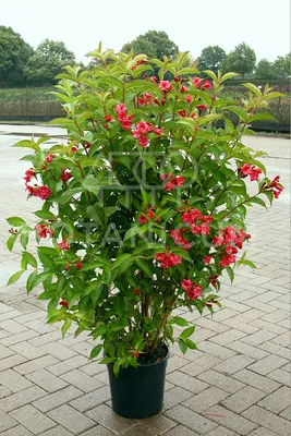 Weigelie 'Bristol Ruby' - Weigela 'Bristol Ruby' - Baumschule Horstmann