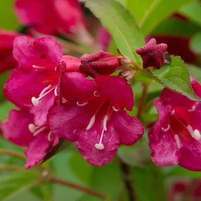 Вейгела `Бристоль Руби`, Weigela `Bristol Ruby`