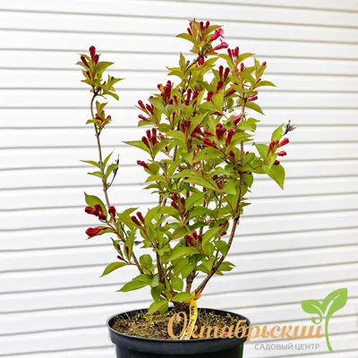 Weigelia haagplant, Weigela 'Bristol Ruby' rode bloemen 2m