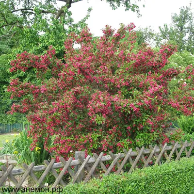 Weigela Bristol Ruby Stock Photo - Alamy