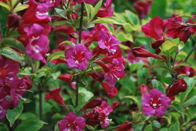 Weigela Bristol Ruby - Hopes Grove Nurseries