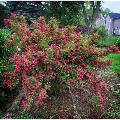 Вейгела Бристол Руби (Weigela Bristol Ruby) - купить саженцы в Украине