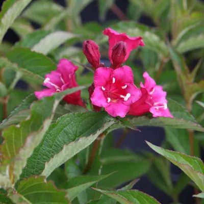 Weigela - WEIGELA BRISTOL RUBY | Chew Valley Trees