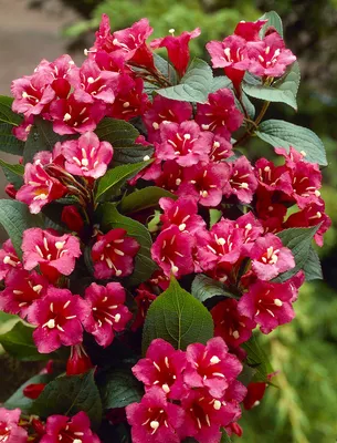 Weigela Florida Bristol Ruby | Emerald Plants