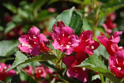 Weigela 'Bristol Ruby', Weigelie - Bauer Baumschulen AG