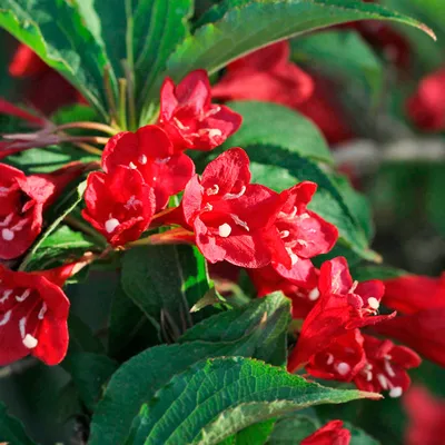 Weigela ”florida Bristol Ruby” la 20-30cm - butasideromania.ro