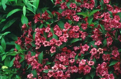 Weigelie 'Bristol Ruby' - Weigela 'Bristol Ruby' - Baumschule Horstmann