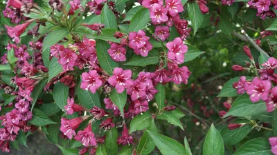 Weigela 'Bristol Ruby' - Weigelia kopen? | Het Groene Paradijs