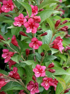 Weigela 'Bristol Ruby' - buy plants at Coolplants