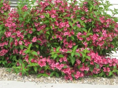 Bild Liebliche Weigelie (Weigela florida 'Bristol Ruby') - 638379 - Bilder  von Pflanzen und Gärten - botanikfoto