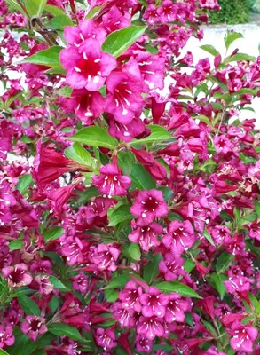 Weigela Bristol Ruby | Mirror Garden