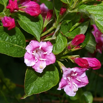 Shop Weigela Bristol Ruby | J Parker's Dutch Bulbs