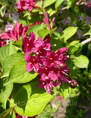 Weigela Bristol Ruby 3 Litre