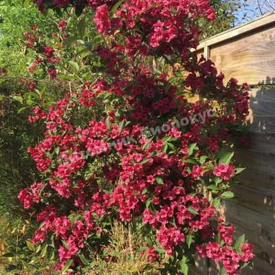 Weigela florida 'Bristol Ruby' | landscape architect's pages