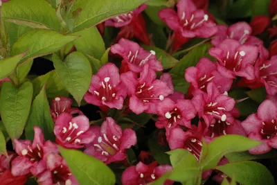 Weigela florida 'Bristol Ruby', Вейгела цветущая 'Бристол Руби '|landshaft.info