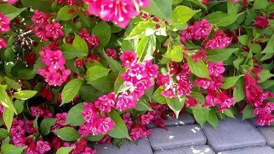 Weigela 'Bristol Ruby' – Esveld Shop