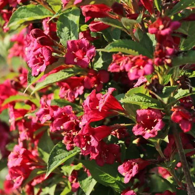 Вейгела Бристол Руби (Weigela Bristol Ruby)