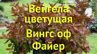 ВЕЙГЕЛА ВИНГС ОФ ФАЙЕР горшок-с2 | Агрофирма «ФЛОС»