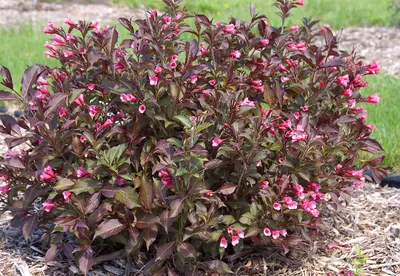 Weigela florida 'Wings of Fire' — Вейгела цветущая Уингз оф Фаер и  крупномеры купить в Краснодаре - описание сорта и фото | питомник растений  Зеленый капитал