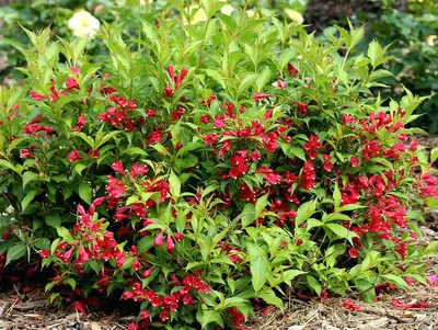 Weigela florida 'Wings of Fire' — Вейгела цветущая Уингз оф Фаер и  крупномеры купить в Краснодаре - описание сорта и фото | питомник растений  Зеленый капитал