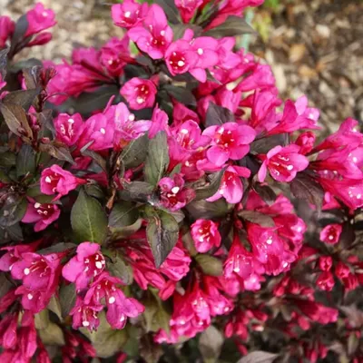 Weigela florida 'Wings of Fire', Вейгела цветущая 'Уингз оф Фаер '|landshaft.info