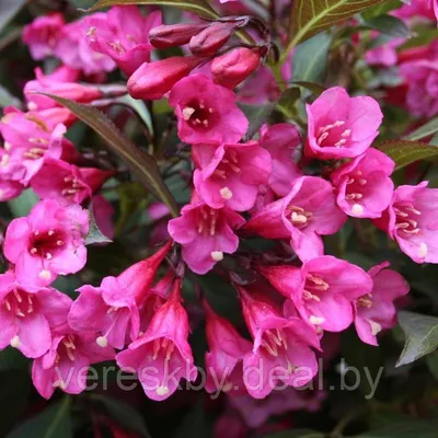 Weigela florida 'Tango', Вейгела цветущая 'Танго' | landshaft.info