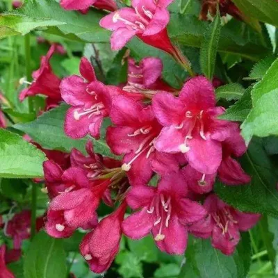 Weigela florida 'Wings of Fire', Вейгела цветущая 'Уингз оф Фаер '|landshaft.info