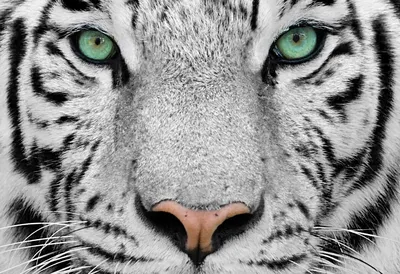 Белый Тигр