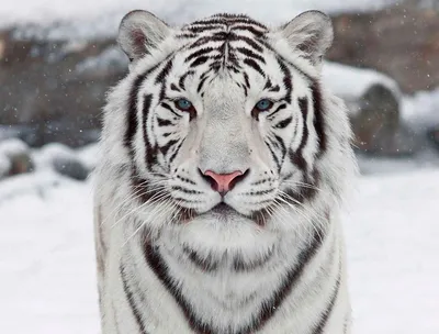 Красивый белый тигр полностью из …» — создано в Шедевруме
