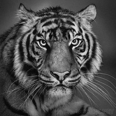 Белый тигр Эверест в интернет-магазине на Ярмарке Мастеров. Знакомьтесь,  это Эверест белый тигр. Рост 60см от носа до попы (без хво… | Белый тигр,  Тигр, Белые тигры