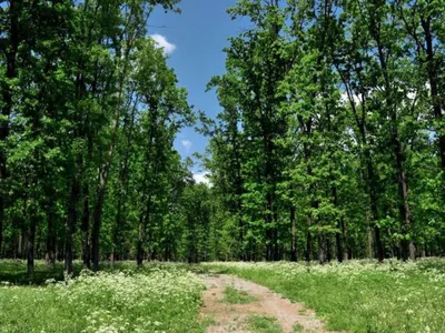 На фото - Великоанадольский лес, лесной оазис в степях Донецкой Народной  Республики - Лента новостей Донецка