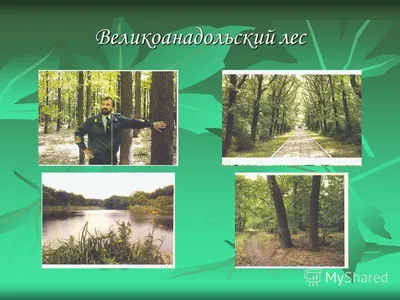 Великоанадольский лес Донецкая область (73 фото) »