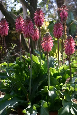 Вельтгеймия прицветниковая (Veltheimia bracteata) | Современное  садоводство, Многолетние растения, Посадка цветов