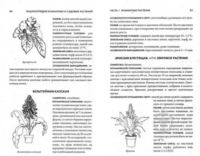 редкие луковичные - Все о комнатных растениях на flowersweb.info