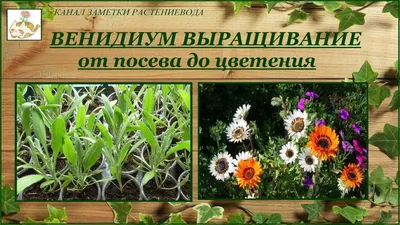 FlowerWorld | Венидиум принц Зулу.🌼 Венидиум (семена) -  https://fas.st/216kSg | Дзен