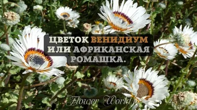 Семена Цветов Венидиум 'Солнечный', ц/п, 0,1 г в Бишкеке купить по  ☝доступной цене в Кыргызстане ▶️ max.kg