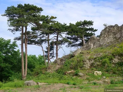 Венский лес в декабре. Австрия.