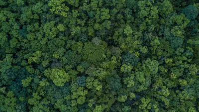 Венский лес - фото и описание, как добраться до венского леса на  Rutravel.net