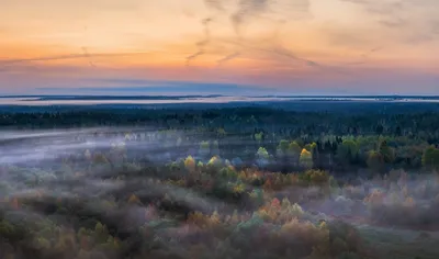 Вепсский лес — Википедия