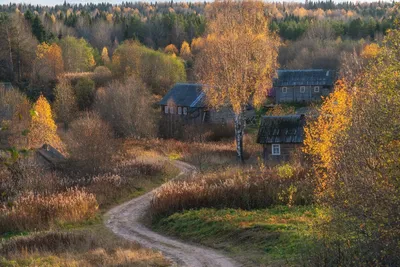 Природный парк «Вепсский лес» | Пикабу