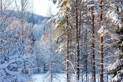 Вепсский лес осень